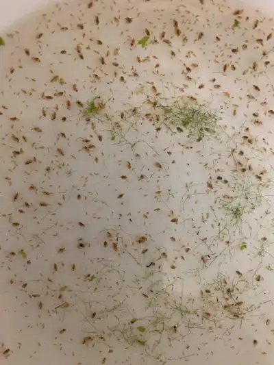 Daphnia (mixed), View more