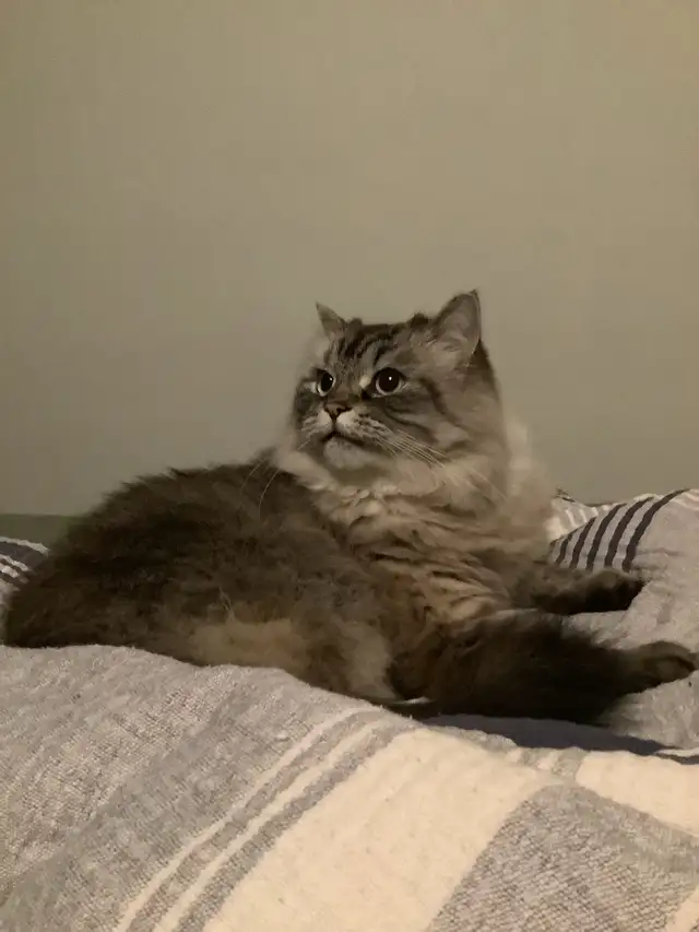 Chat perdu64269669871234121