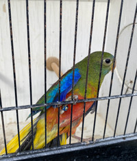 Beautiful Turquoisine parakeets