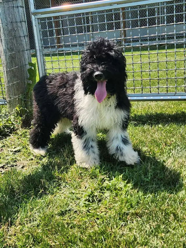 bernedoodle in Dogs & Puppies for Rehoming in Stratford - Image 3