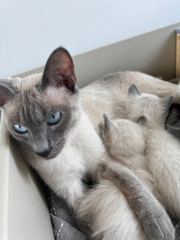 Hypoallergenic Purebred Siamese Kittens
