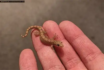 Baby Mourning Gecko, View more