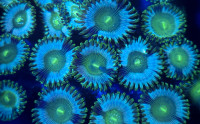 Wild People Eater Zoas - Saltwater Coral