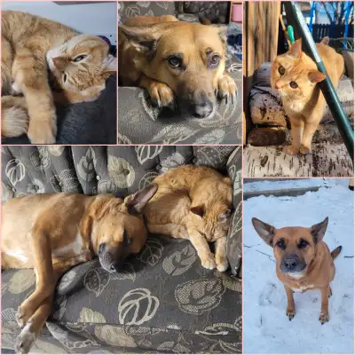 Hello, I am in search of a place for my family to call home long term. Our family consists of 2 adul...