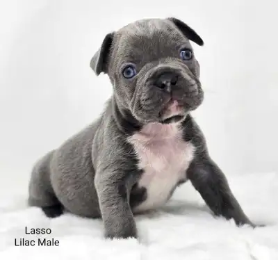 French Bulldog Puppies, View more