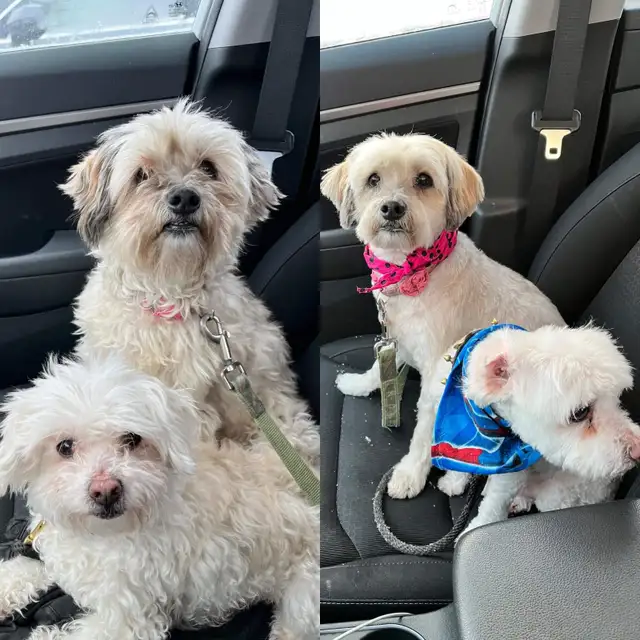 OTTAWA CAT GROOMING - CERTIFIED PROFESSIONAL GROOMER in Animal & Pet Services in Ottawa - Image 6