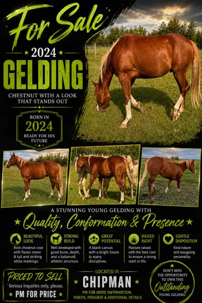 2024 chestnut Gelding , View more