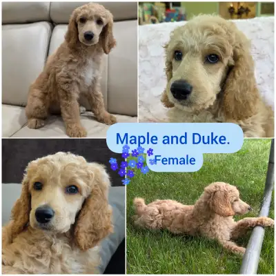 Standard Poodle Puppies, View more