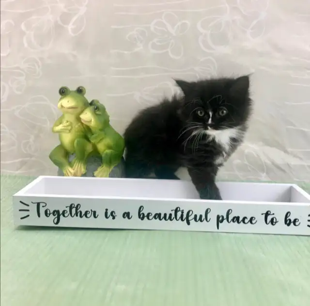 Maine Coon Sweetheart for Sale to Good Home