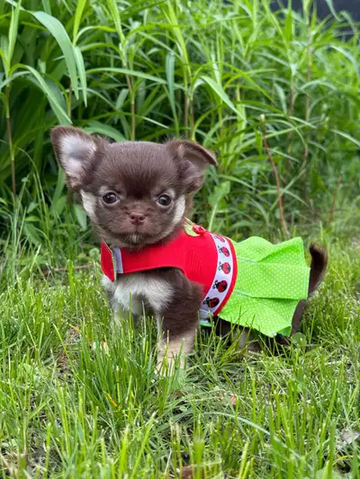 Magnifique petite femelle chihuahua enregistrée au club canin canadien . Elle feras tourner des tête...