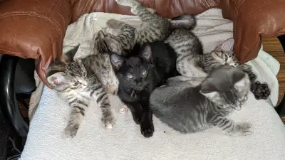 Magnifiques chatons prêts a l'adoption (J'en ai de disponible), View more