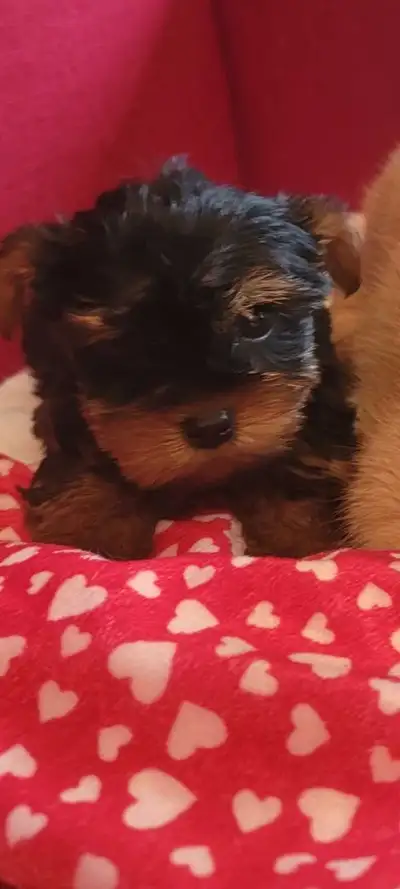 Available are small Toy Purebred Yorkies These bundles of joy have thick Gorgeous Hair Born January...