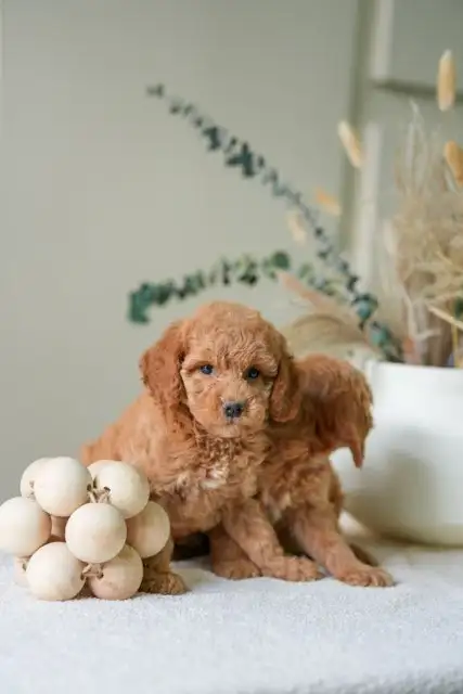 Adorable Mini Goldendoodles puppies for Loving Homes in Dogs & Puppies for Rehoming in Oakville / Halton Region - Image 8