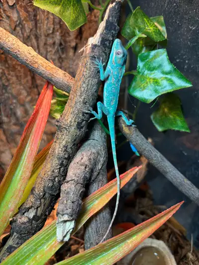 Blue Beauty Anole Hatchling ! Certain Trades Welcome, View more