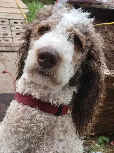 Artie is being rehomed due to changes in with my family's health. He is completely up-to-date with v...