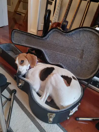 guitar string changing / guitar tech, View more