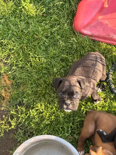 Boxer Puppies, View more