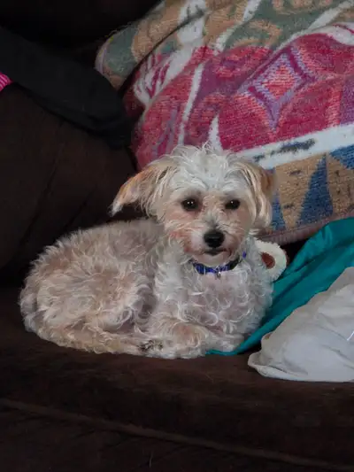 KITTY  is 9lb spayed maltese female, View more