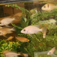 Cichlid Male for Sale
