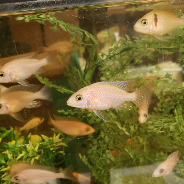 Cichlid Male for Sale in Fish for Rehoming in Calgary