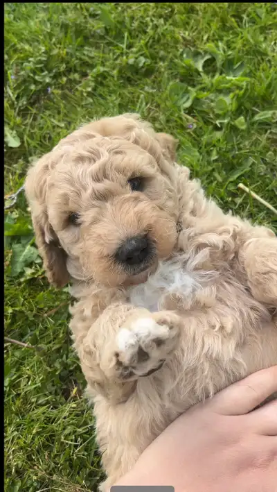 Goldendoodle Puppies - Ready June 23rd!, View more