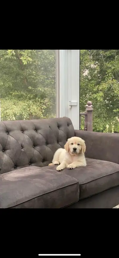 Extremely well bred Golden Retreiver pups now available for reservation with deposit. 3 Boys and 4 G...