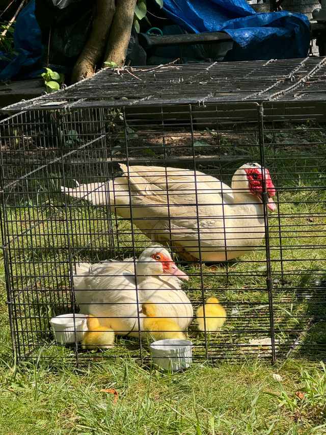 7 muscovy duck  ,family  in Livestock in Markham / York Region - Image 3