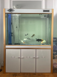 Aquarium with Large Koi fish