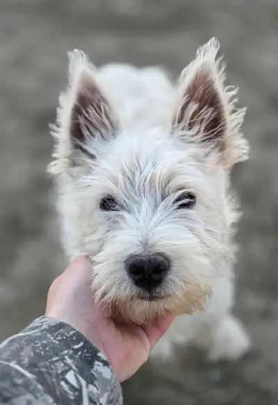 ❤️AKC Registered Westie Puppy, View more