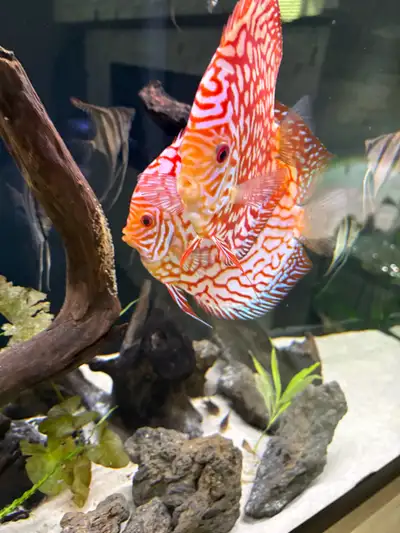 2 Discus Pairs, View more