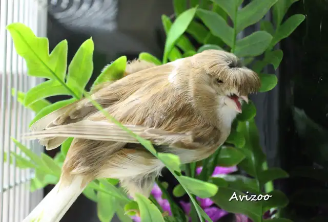 CANARIS GLOSTER M/F DISPONIBLES a partir de 100$ in Birds for Rehoming in Longueuil / South Shore - Image 5