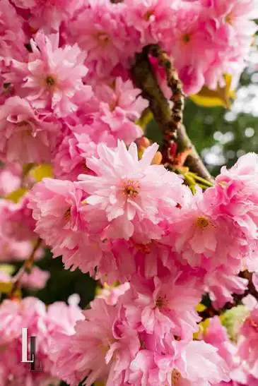 flowering tree small not yet blooming , View more