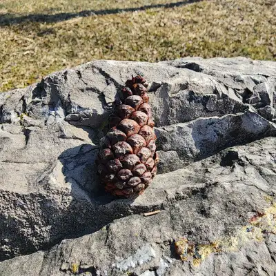 Friends/walking partner, View more