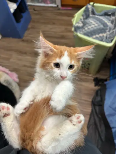 chat main coon mix, View more