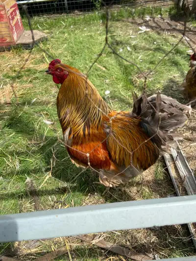 blue gold brahma eggs, View more