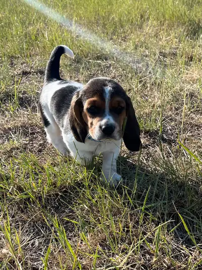 Basset x Beagle Puppies, View more
