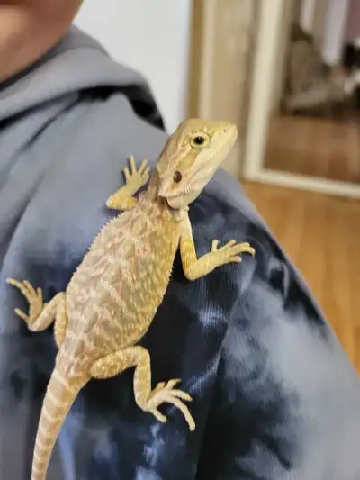 Lezard a vendre seulement Je m'appelle cacahuète, -Je suis Manipuler tout les jours -habitué: - aux...