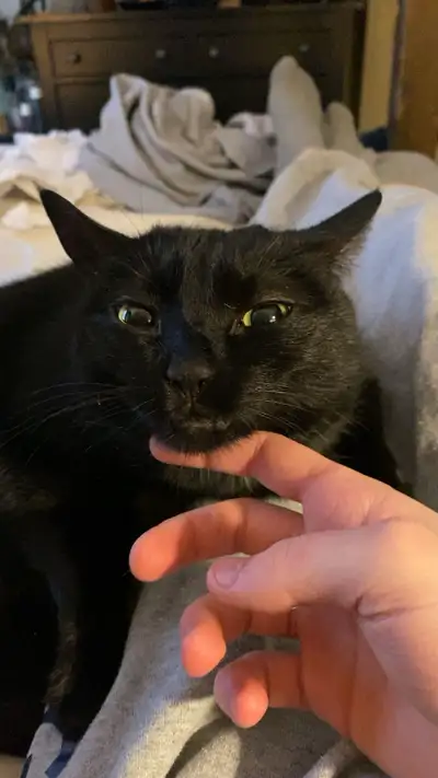 Kitty needs a new home!, View more