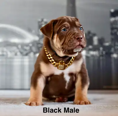 Last male pup left was originally our keeper we have decided to let him go 2500 pet home Last pictur...