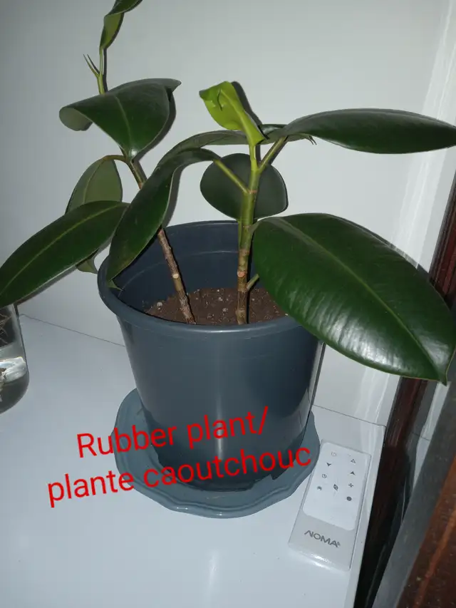 Rubber plant