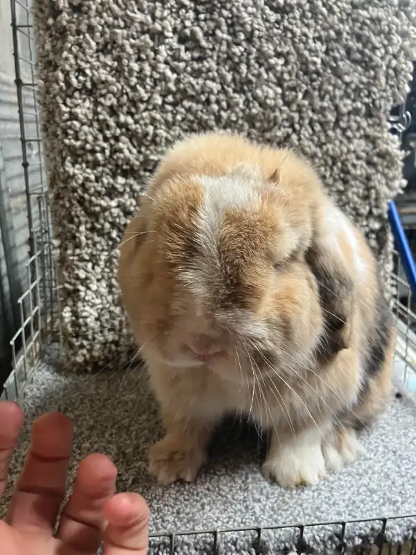EXTRAORDINARY VIENNA-MARKED HARLEQUIN HOLLAND LOP MALE BUNNY in Small Animals for Rehoming in City of Toronto - Image 4
