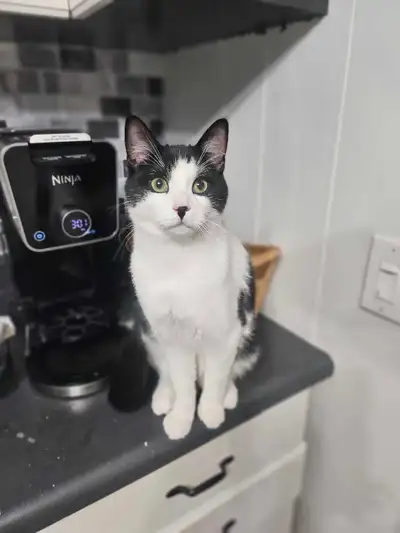 need to rehome, View more