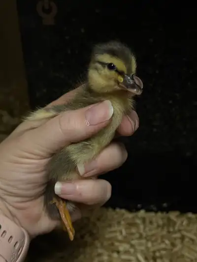 Call ducklings , View more