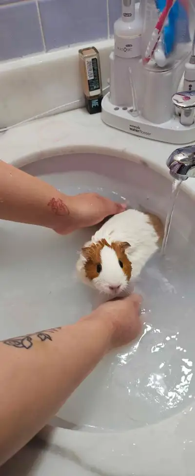 6-month-old sister guinea pigs. $70 for both. Delivery to Moll Albion or my home. Both females will...