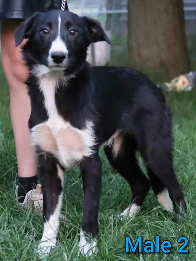Australian Shepherd X Golden Retreiver Pups Available in Dogs & Puppies for Rehoming in Hamilton - Image 5
