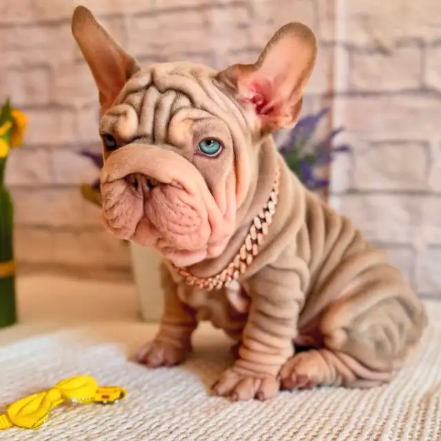 BOULEDOGUE FRANCAIS / FRENCH BULLDOG in Dogs & Puppies for Rehoming in Laval / North Shore - Image 5