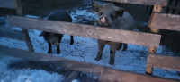 Heritage Breed Boar/Sow/Piglets