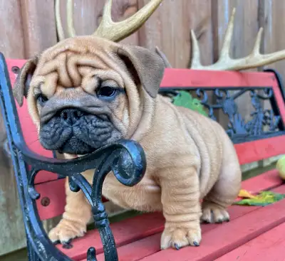 ⭐️ RARE COLOR ENGLISH BULLDOG ⭐️, View more