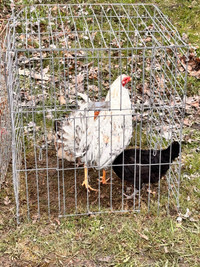 Standard old English’s game roosters and hens 