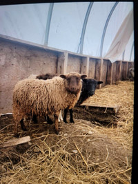Shetland ewe lambs